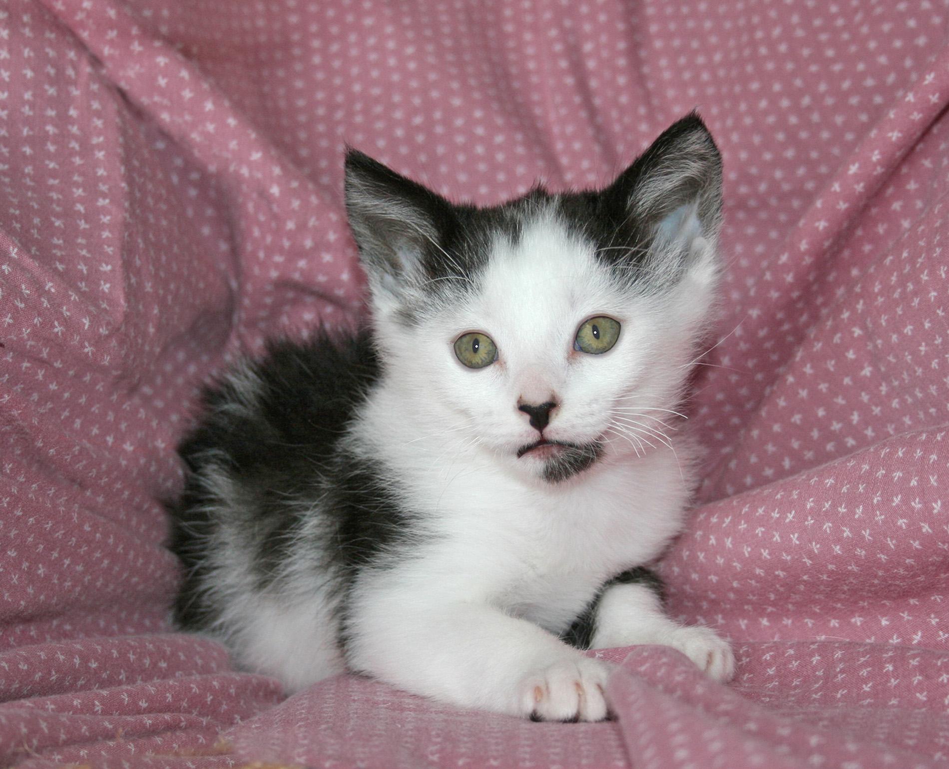 Sherman, ADOPTABLE, Young Male Domestic Short Hair.