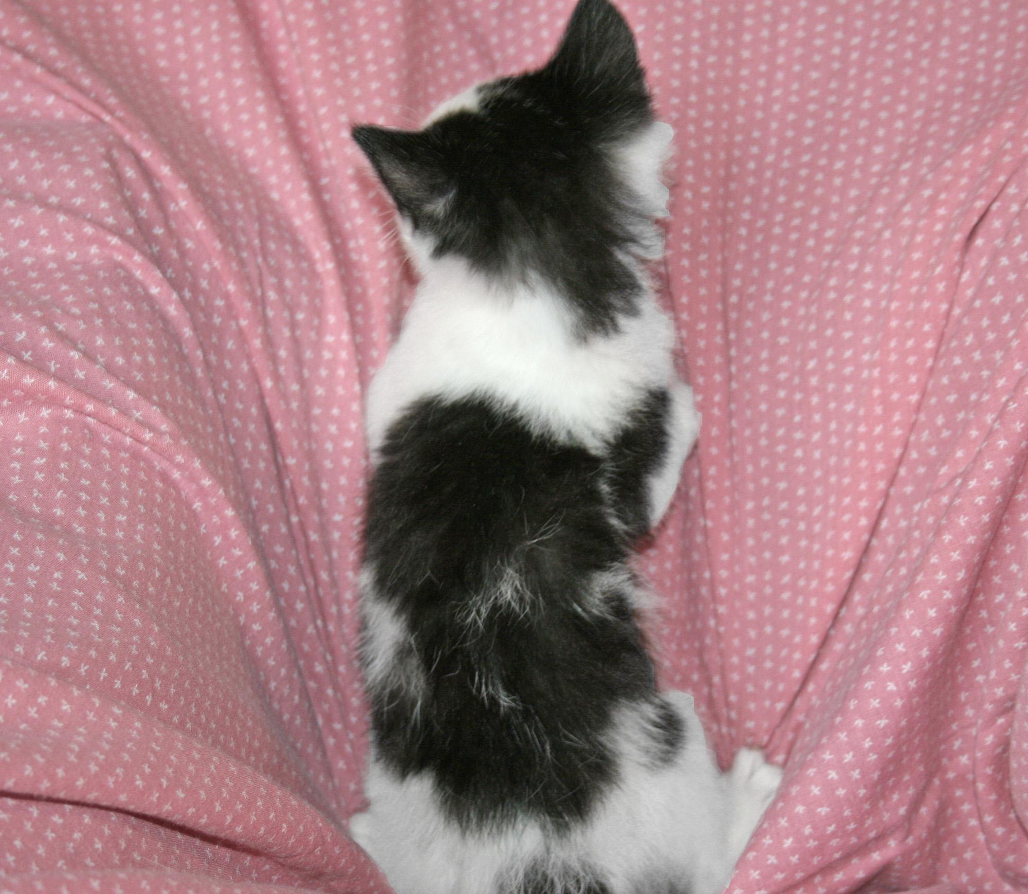 Enlarge Sherman, a ADOPTABLE Domestic Short Hair in Victoria, MN image 3/3