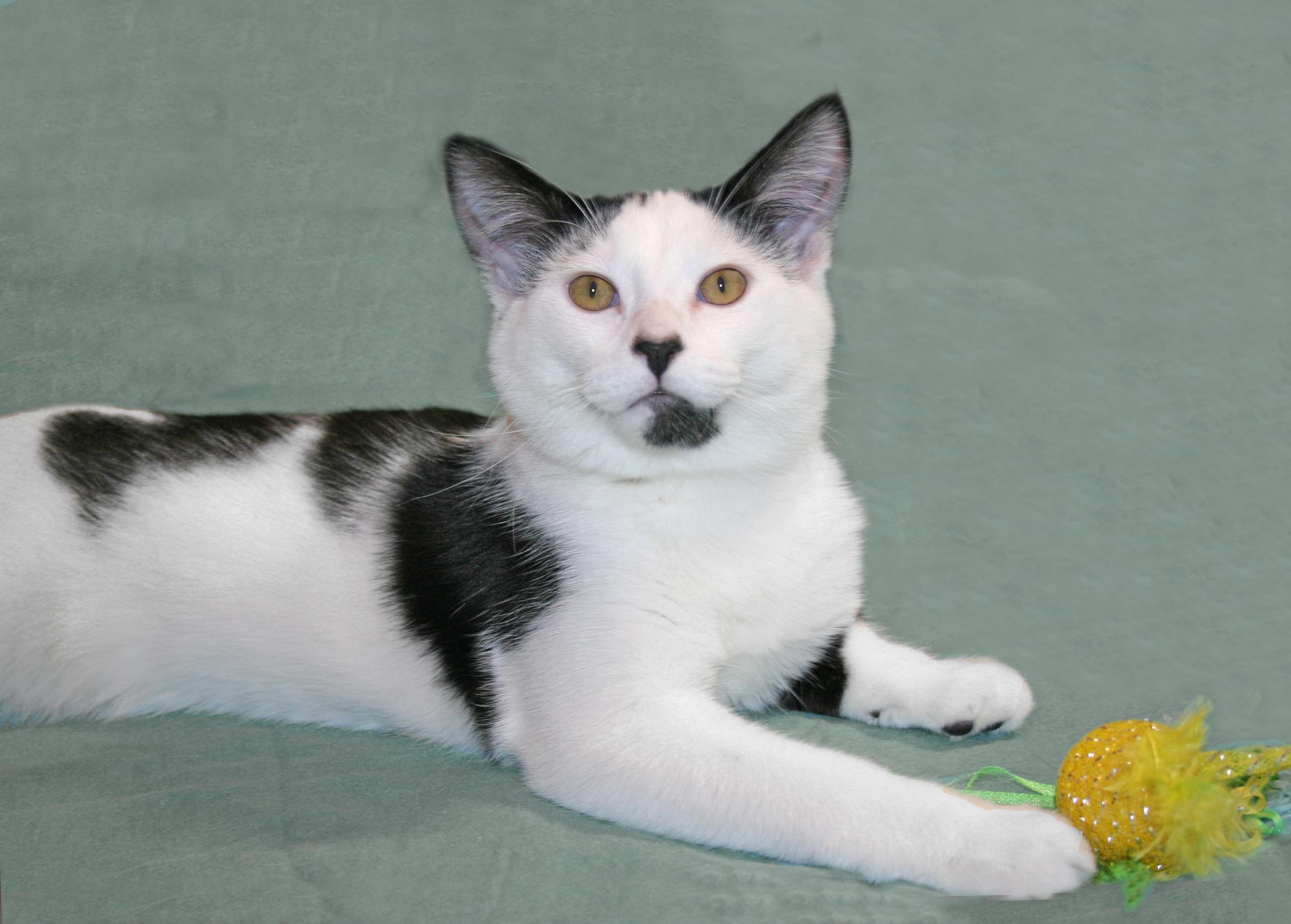 Sherman, ADOPTABLE, Kitten Male Domestic Short Hair.