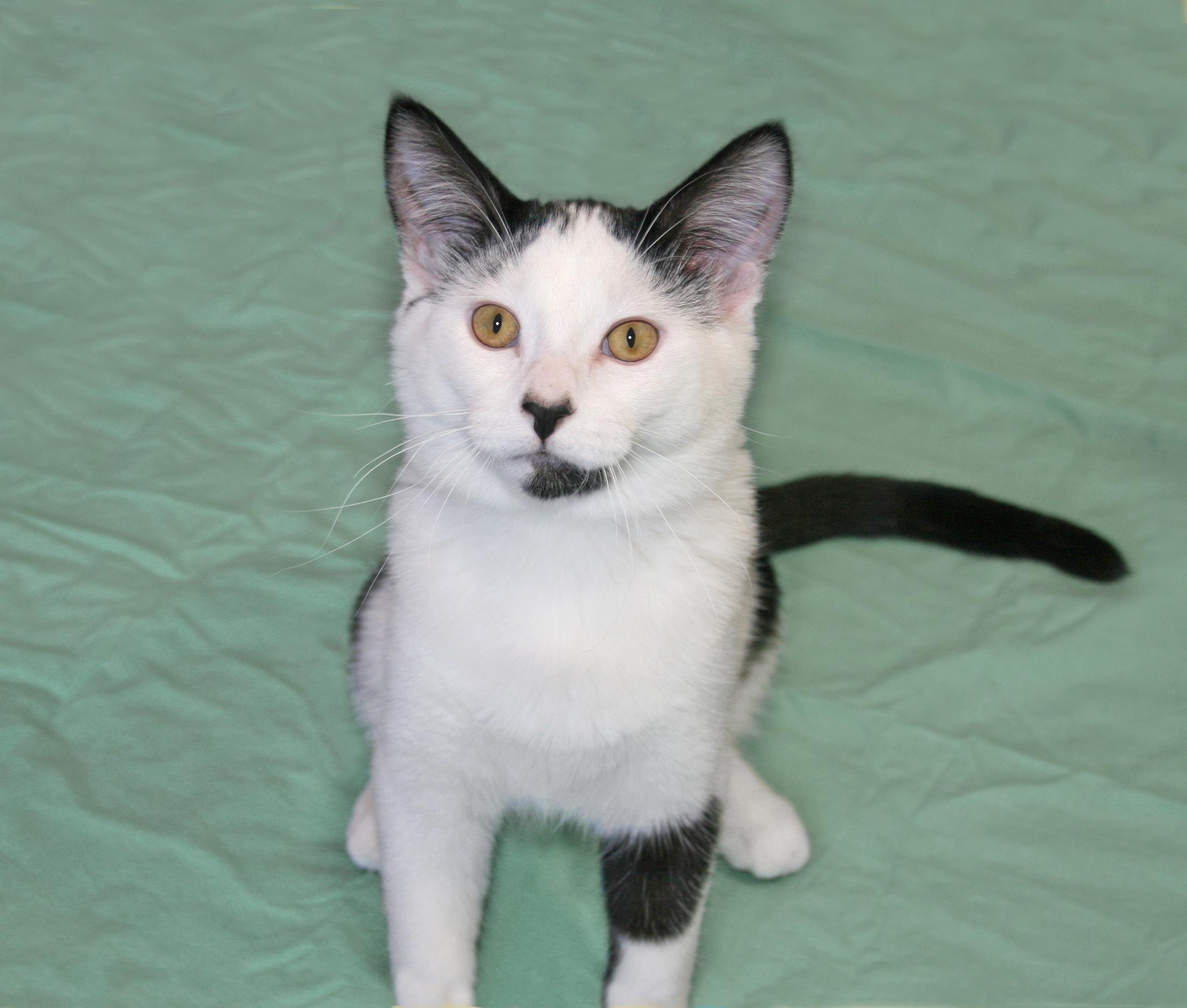 Enlarge Sherman, a ADOPTABLE Domestic Short Hair in Victoria, MN image 5/6