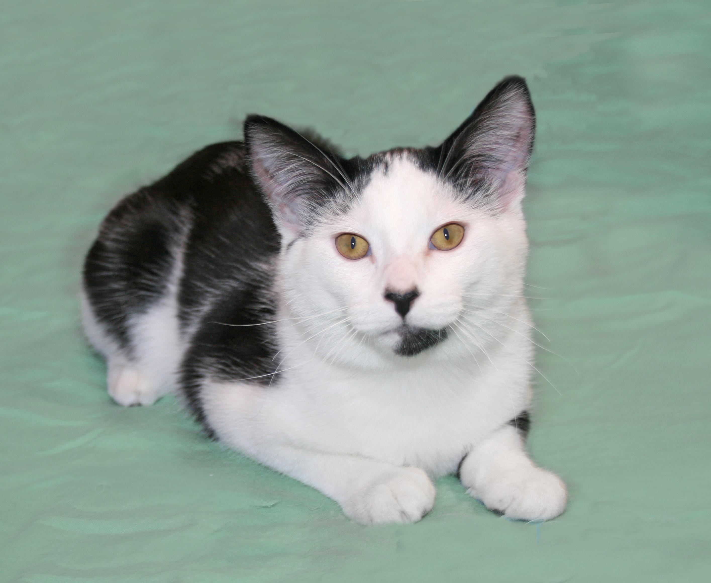 Enlarge Sherman, a ADOPTABLE Domestic Short Hair in Victoria, MN image 6/6