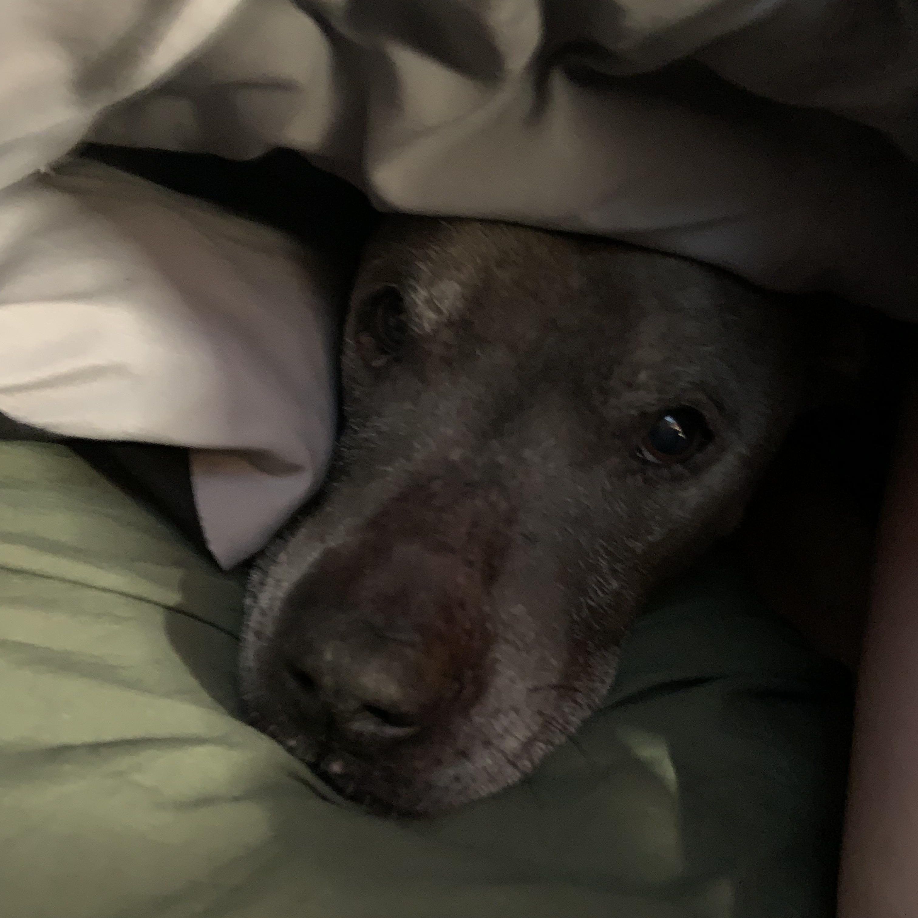 Enlarge Red, a Adoptable Pit Bull Terrier in Murrieta, CA image 4/4