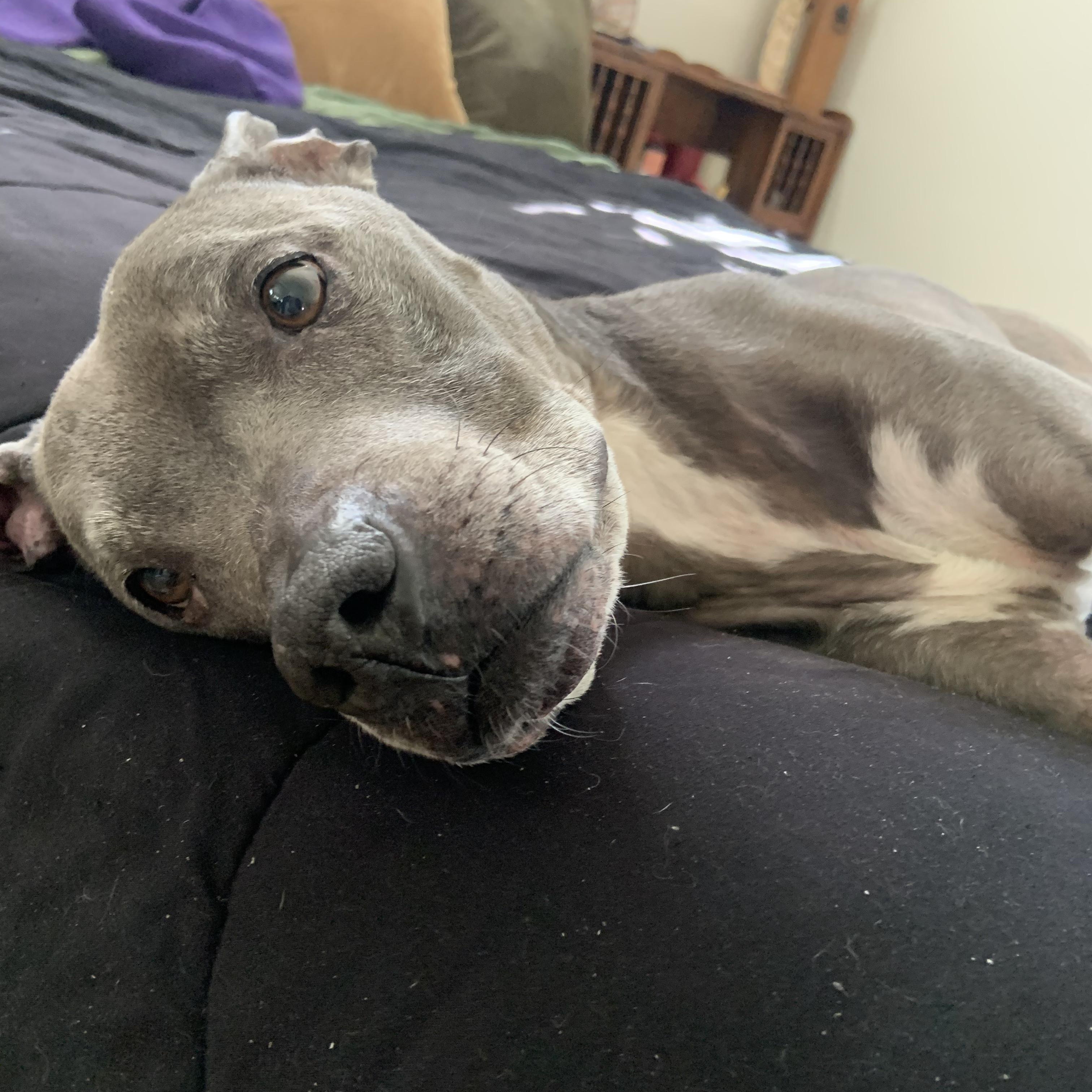 Red, Adoptable, Senior Male Pit Bull Terrier.