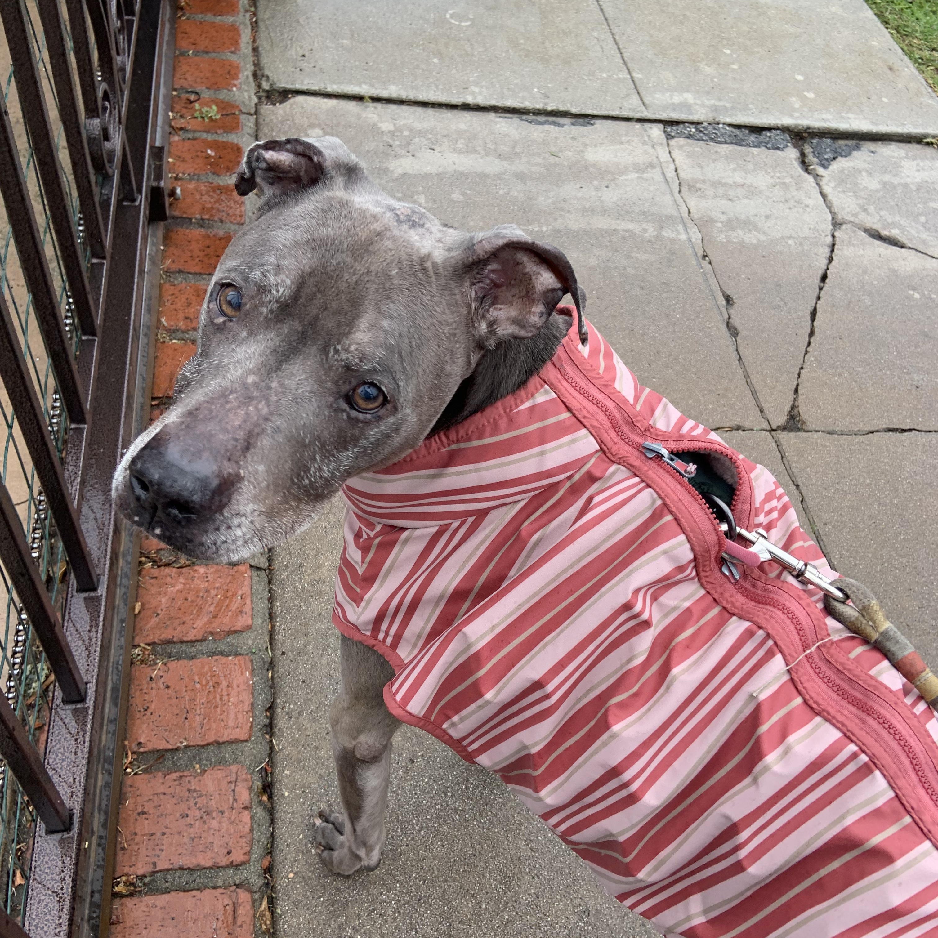 Red, Adoptable, Senior Male Pit Bull Terrier.