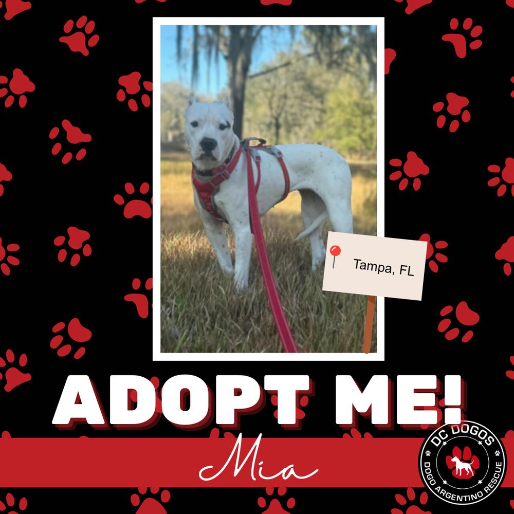 Mia, ADOPTABLE, Adult Female Dogo Argentino.