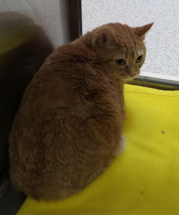 Enlarge Zuri, a Adoptable mixed breed in Pocatello, ID image 1/1