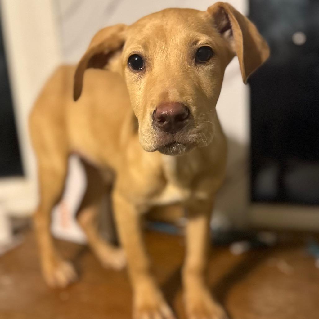 Aiden, Adoptable, Puppy Male Whippet.