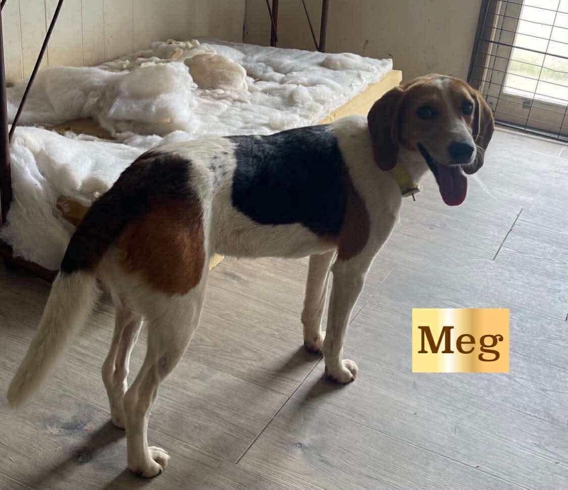 Meg, Adult Female unknown