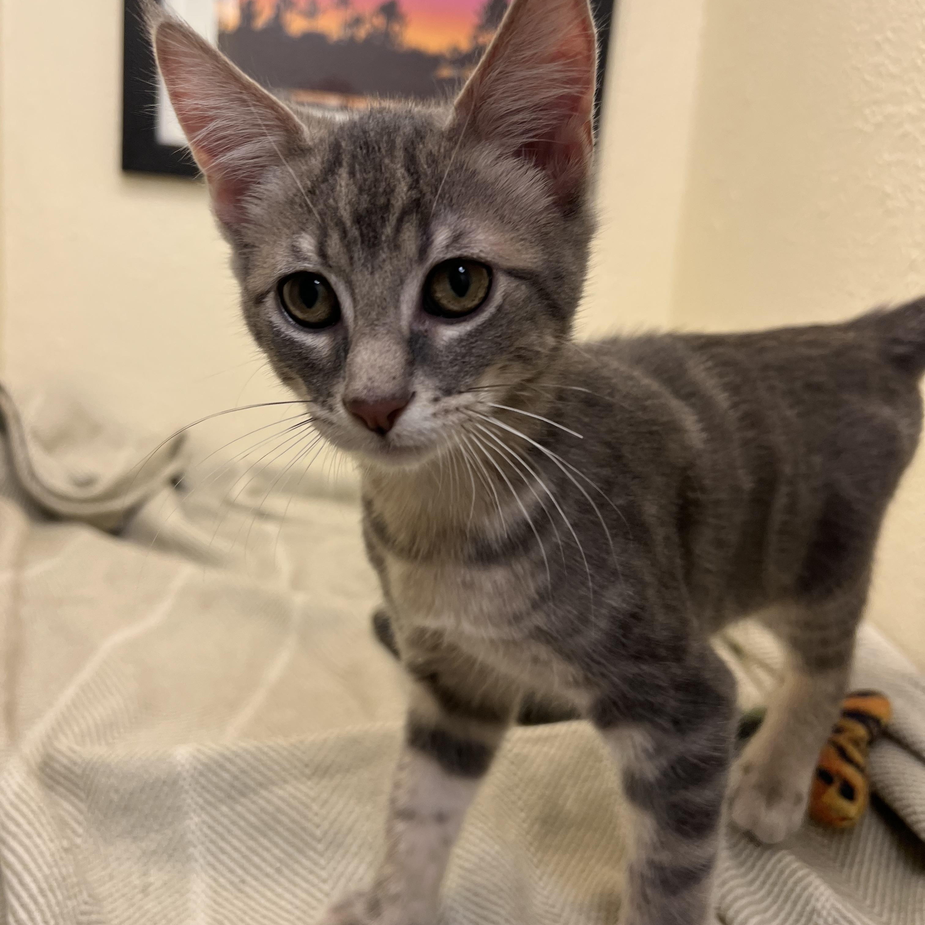 Mr. Fox, an attention seeking melty boy, Adopted, Kitten Male American Shorthair.