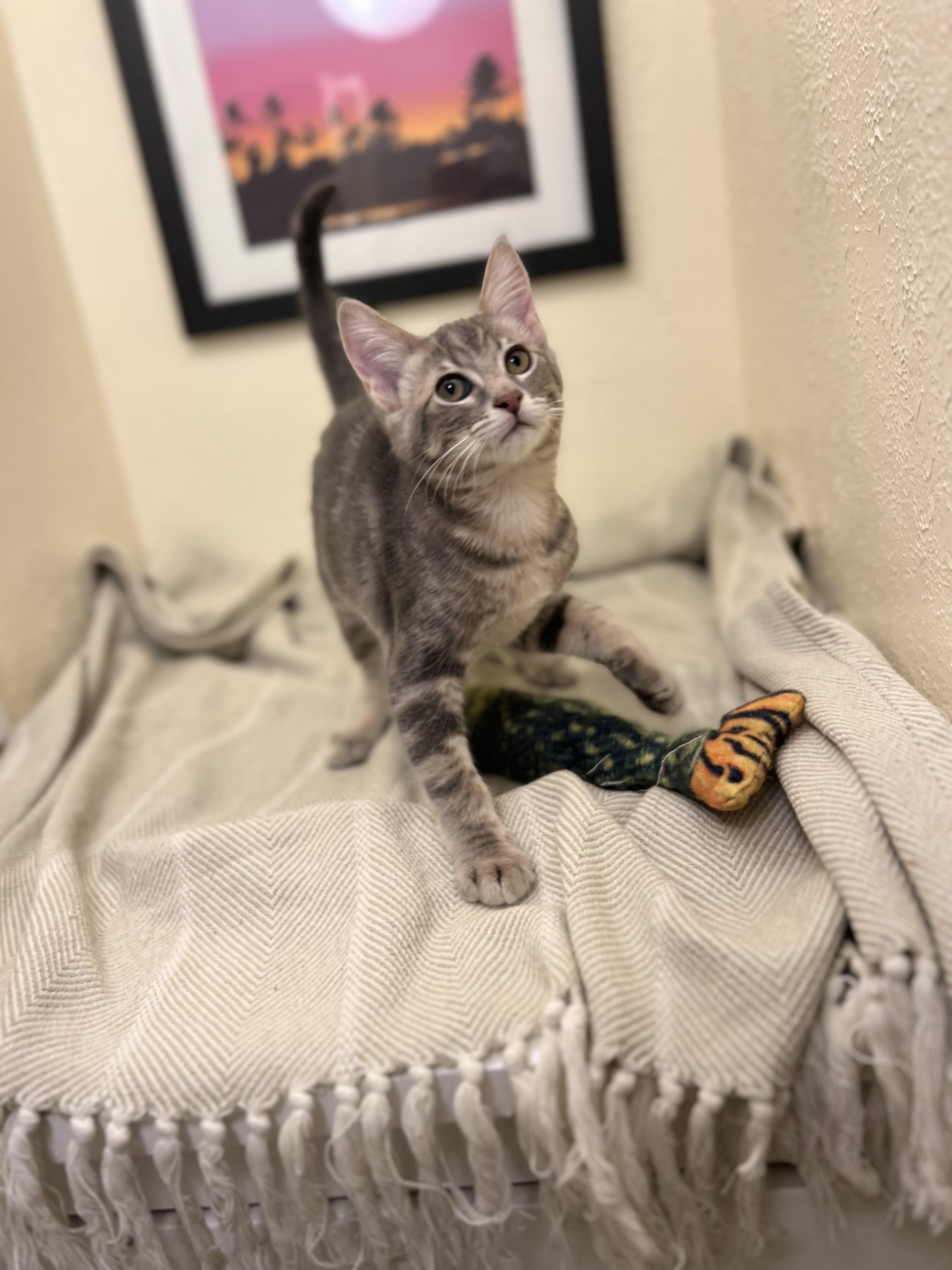 Enlarge Mr. Fox, an attention seeking melty boy, a Adopted American Shorthair in The Dalles, OR image 4/4