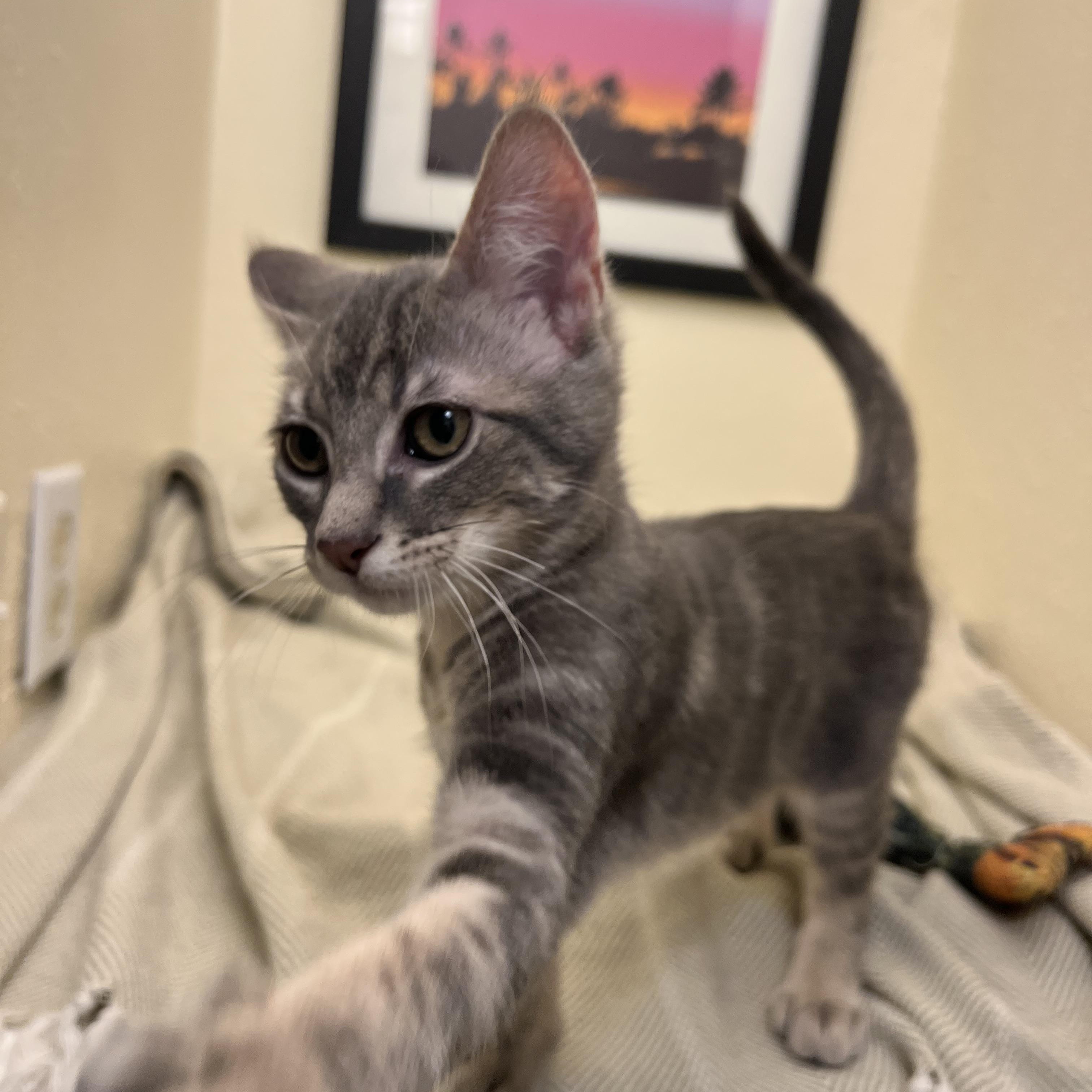 Enlarge Mr. Fox, an attention seeking melty boy, a Adopted American Shorthair in The Dalles, OR image 3/4