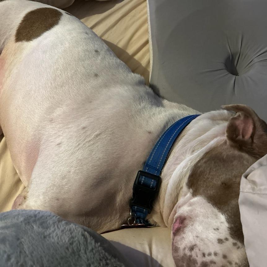 Oliver, Adoptable, Adult Male Terrier & Mixed Breed.