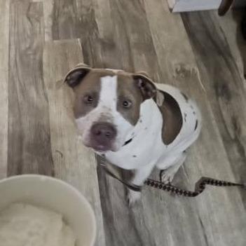 Oliver, a Adoptable mixed breed in Hackett, AR image 3/6