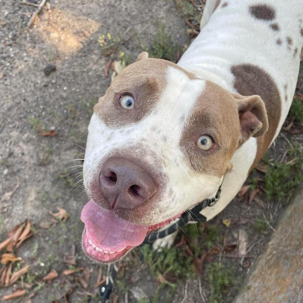 Oliver, a Adoptable mixed breed in Hackett, AR image 4/6