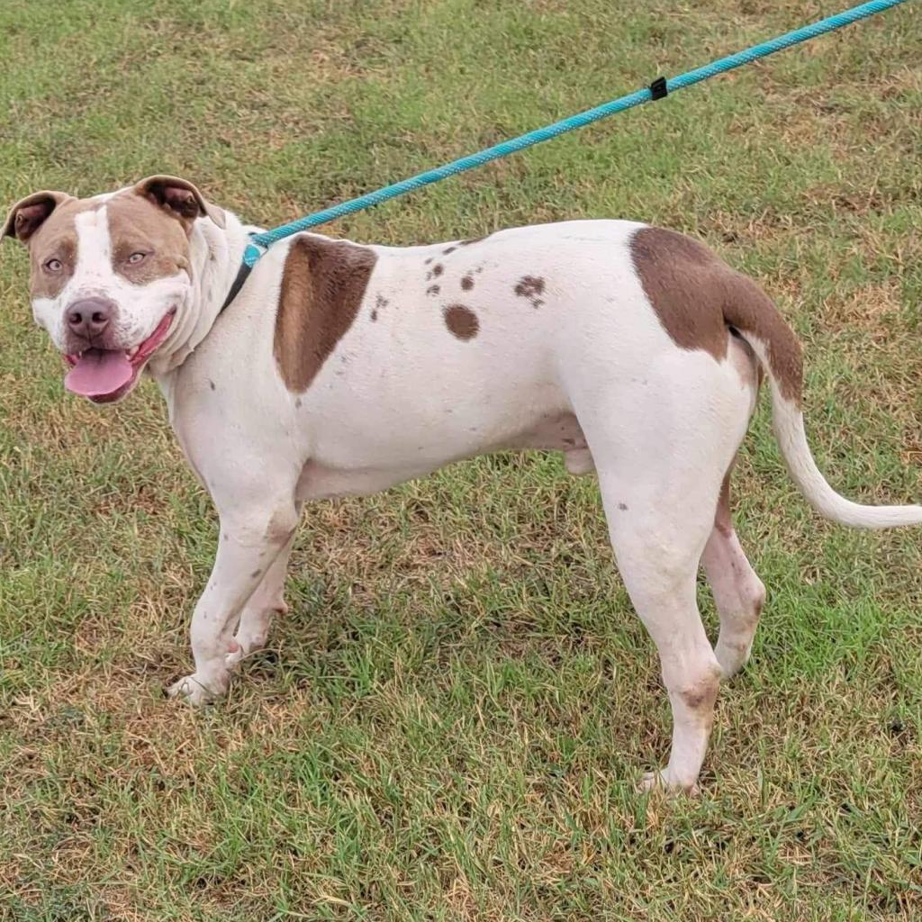 Oliver, a Adoptable mixed breed in Hackett, AR image 6/6