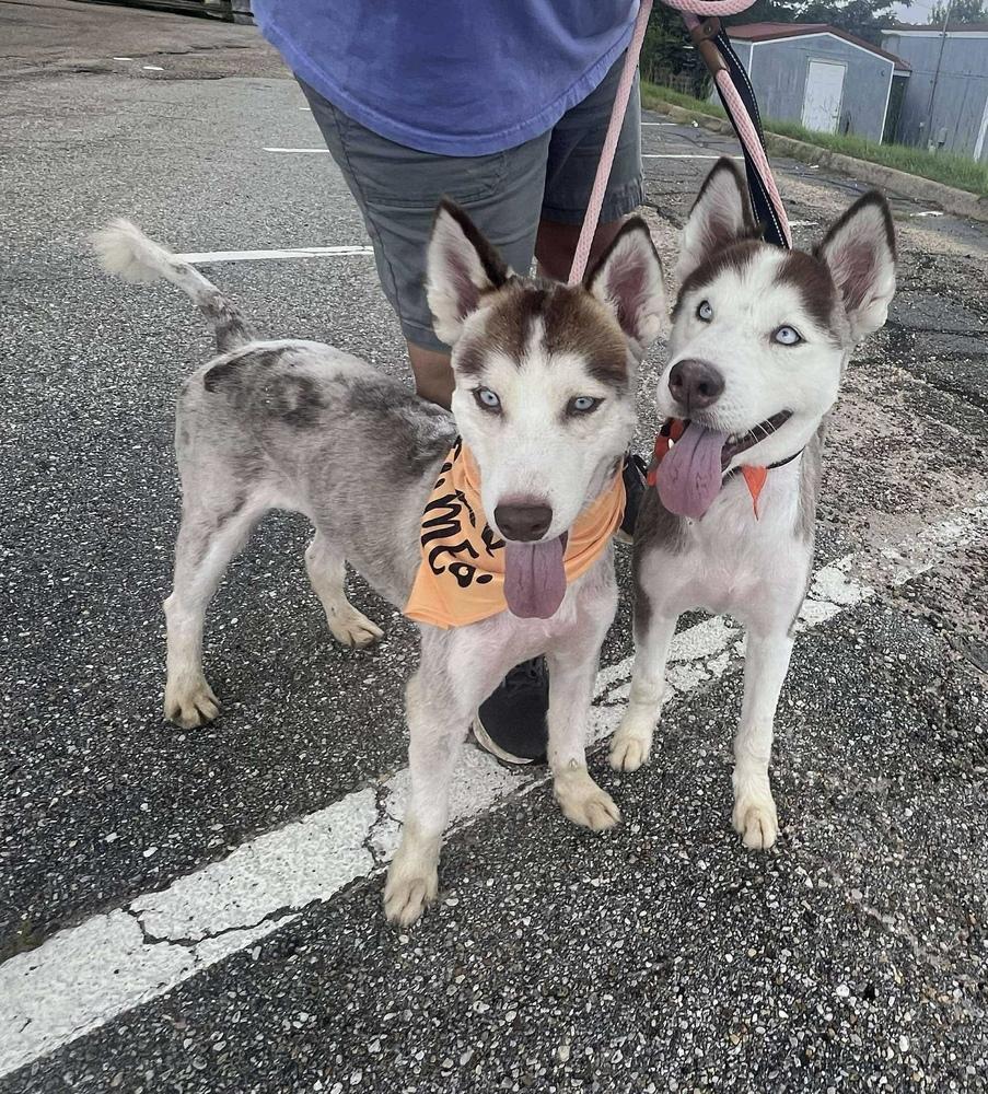 Enlarge Princess, a Adoptable Husky in Troy, AL image 2/4