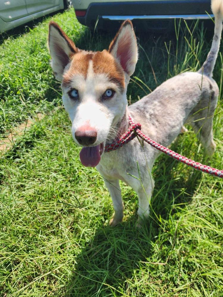 Enlarge Princess, a Adoptable Husky in Troy, AL image 4/4