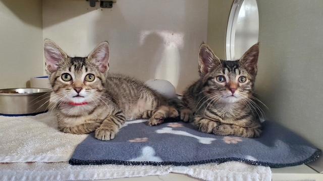 Laverne and Shirley, ADOPTABLE, Kitten Female Domestic Short Hair.