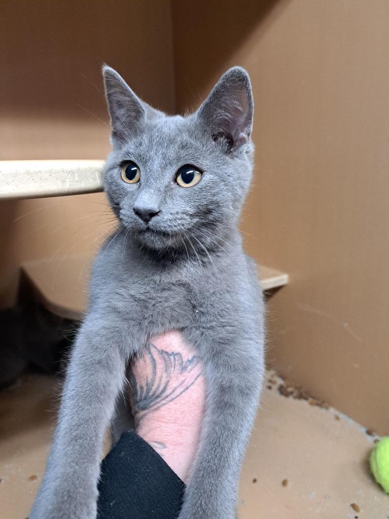 Garth Brooks, Adoptable, Kitten Male Domestic Short Hair.