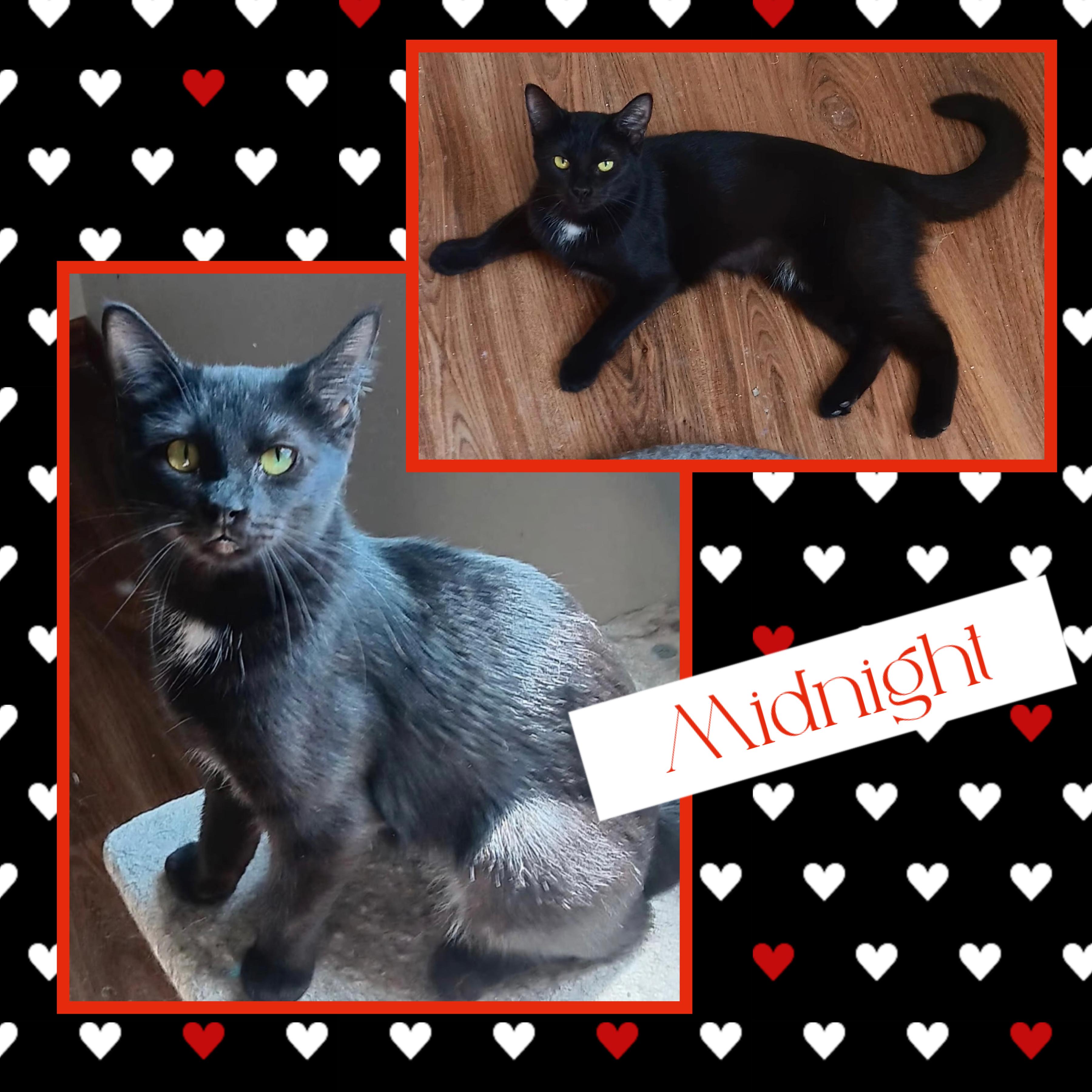 Midnight, Adoptable, Adult Female Domestic Short Hair.