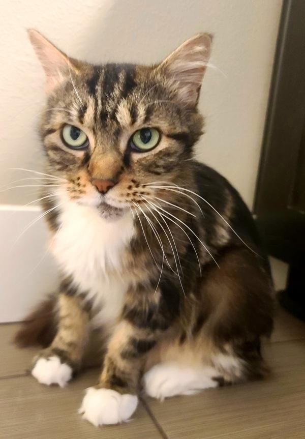 Enlarge Smudge, a Adoptable mixed breed in Sherwood, OR image 2/2