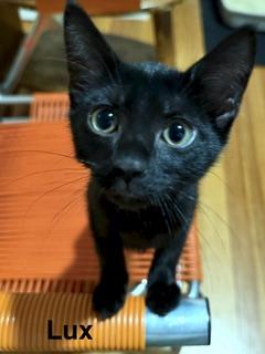 Lux and Lox, a ADOPTABLE Domestic Short Hair in Medford, MA image 3/3