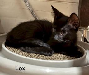Lux and Lox, a ADOPTABLE Domestic Short Hair in Medford, MA image 2/3