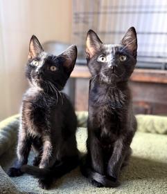 Lux and Lox, ADOPTABLE, Kitten Female Domestic Short Hair.