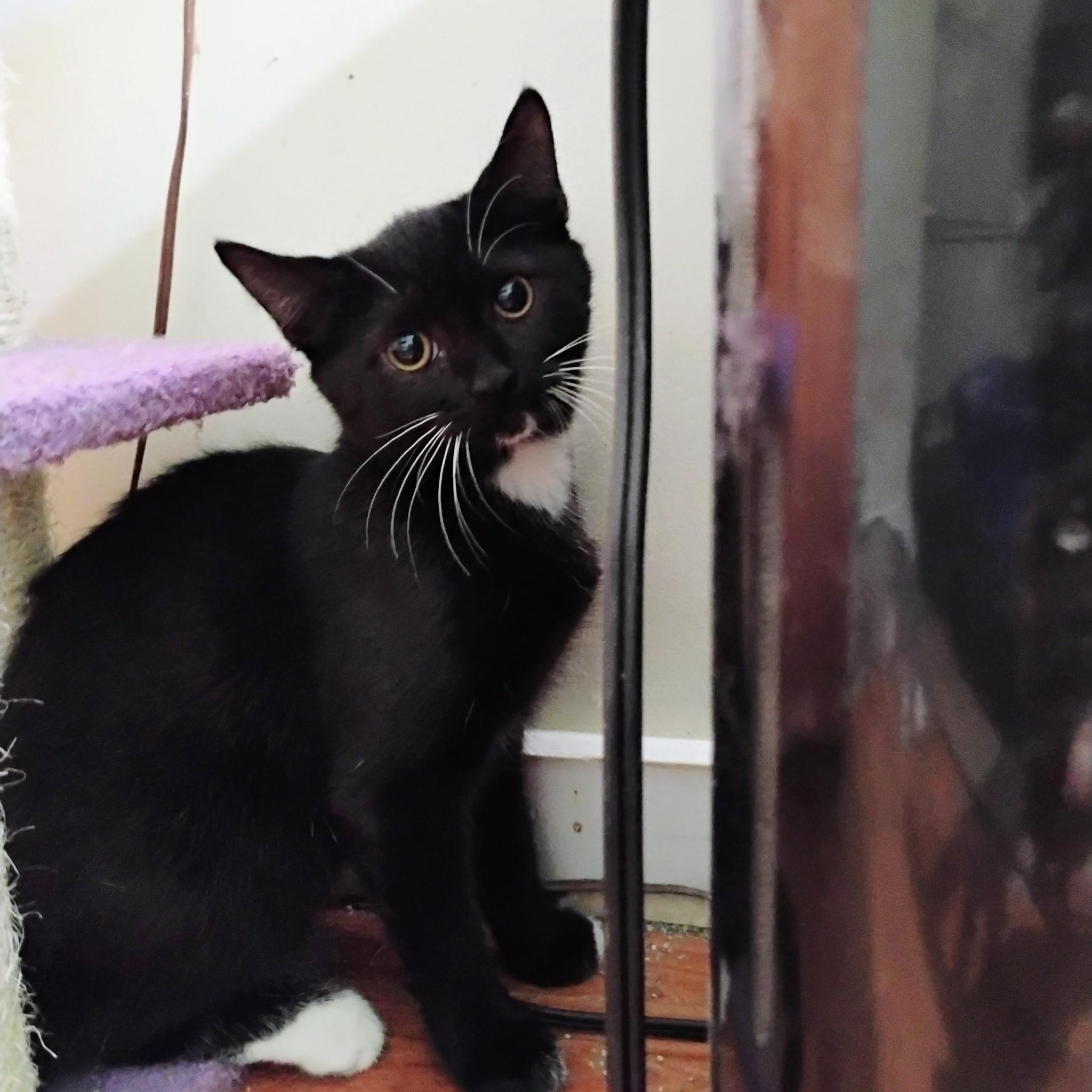 Rhubarb, Adoptable, Kitten Female Tuxedo.