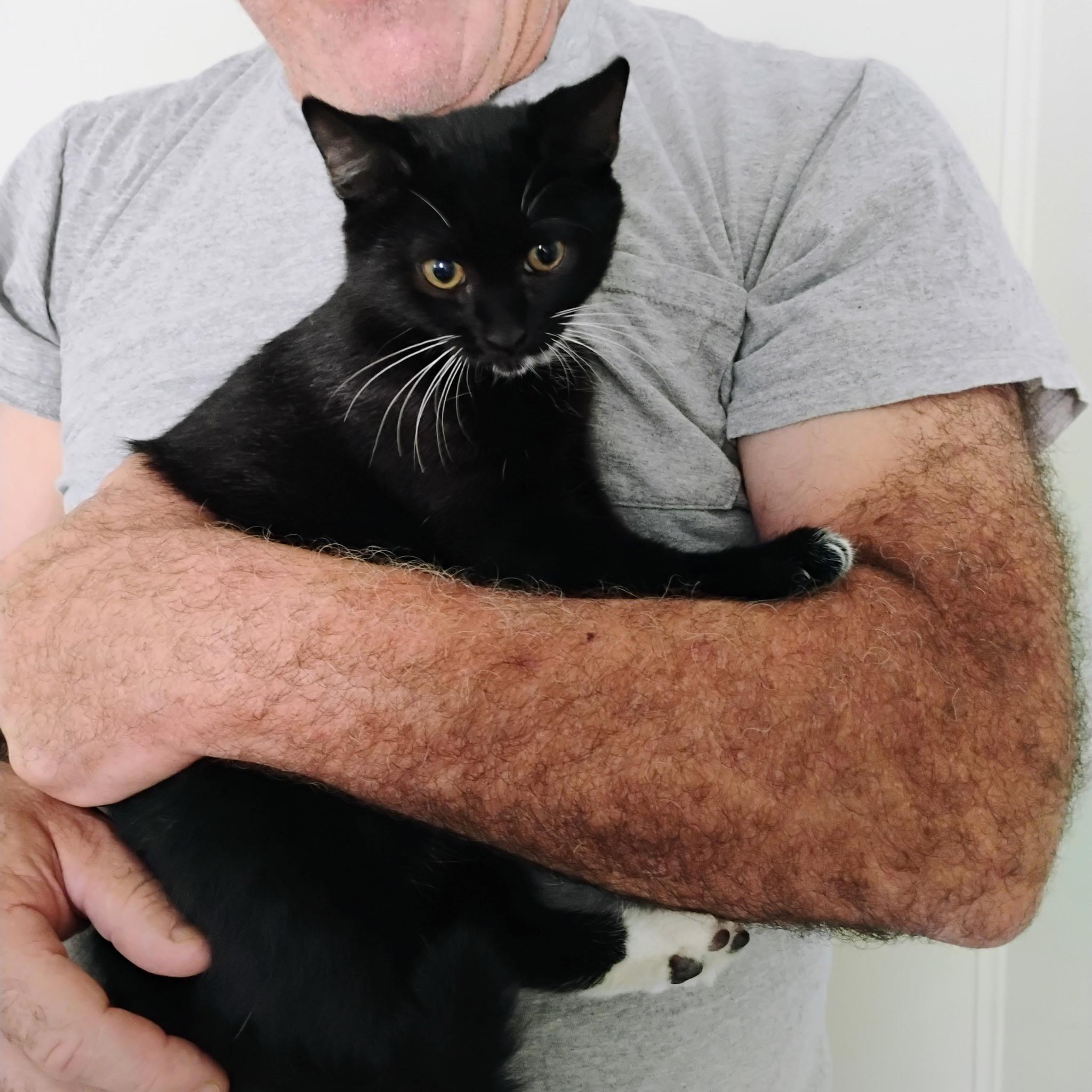 Enlarge Rhubarb, a Adoptable Tuxedo in Maple Shade, NJ image 2/4