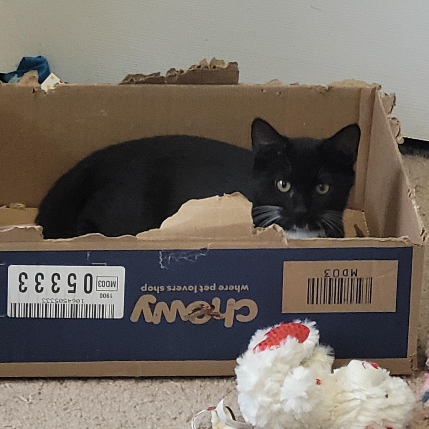 Enlarge Rhubarb, a Adoptable Tuxedo in Maple Shade, NJ image 3/4