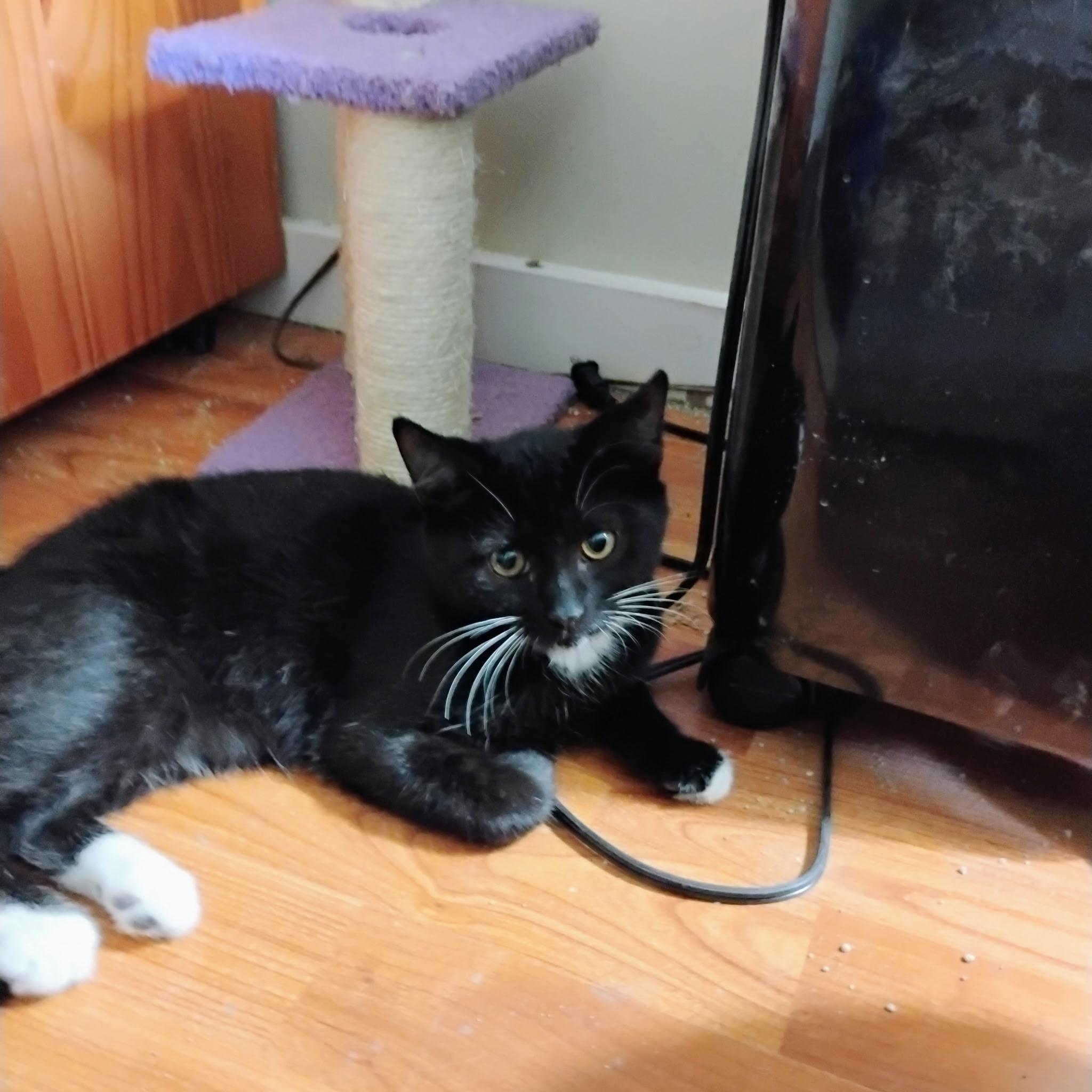 Enlarge Rhubarb, a Adoptable Tuxedo in Maple Shade, NJ image 4/4