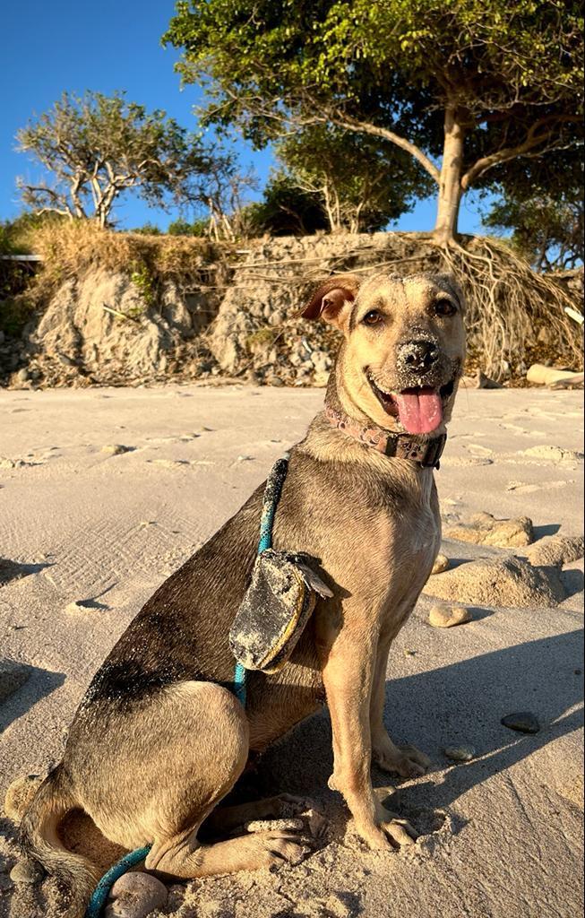 Marla, Adoptable, Adult Female Mixed Breed.