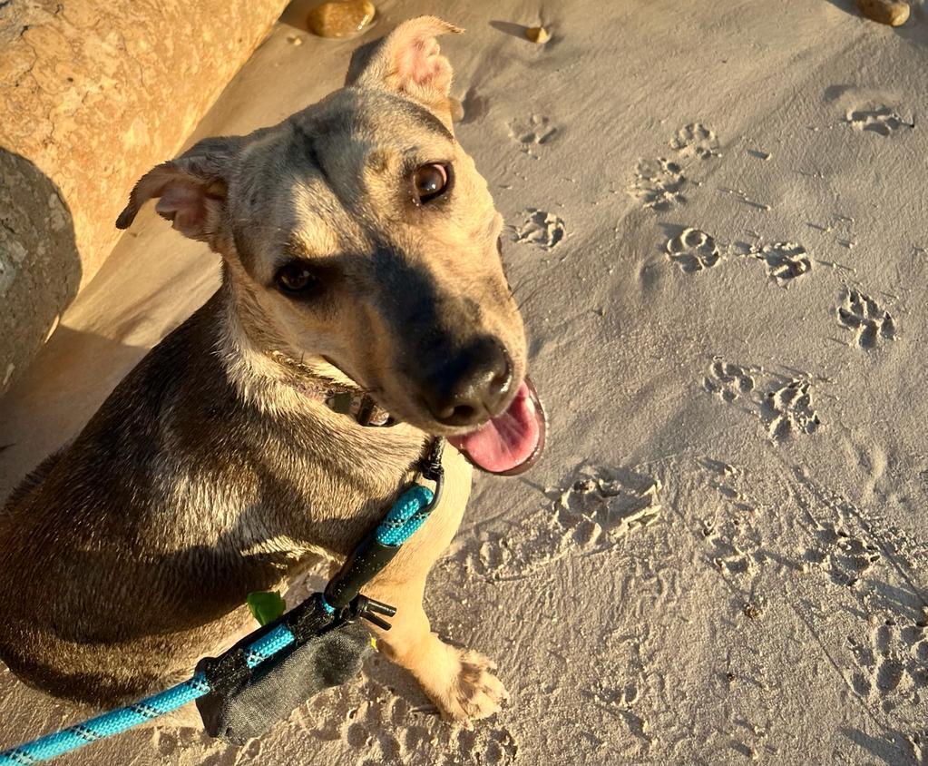 Enlarge Marla, a Adoptable mixed breed in Corral del Risco, NAY image 2/3