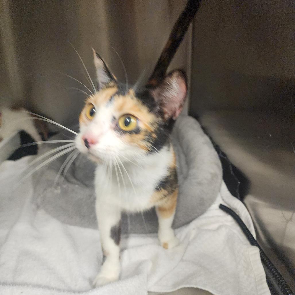 Enlarge Patsy, a Adoptable Domestic Short Hair in Evensville, TN image 1/2