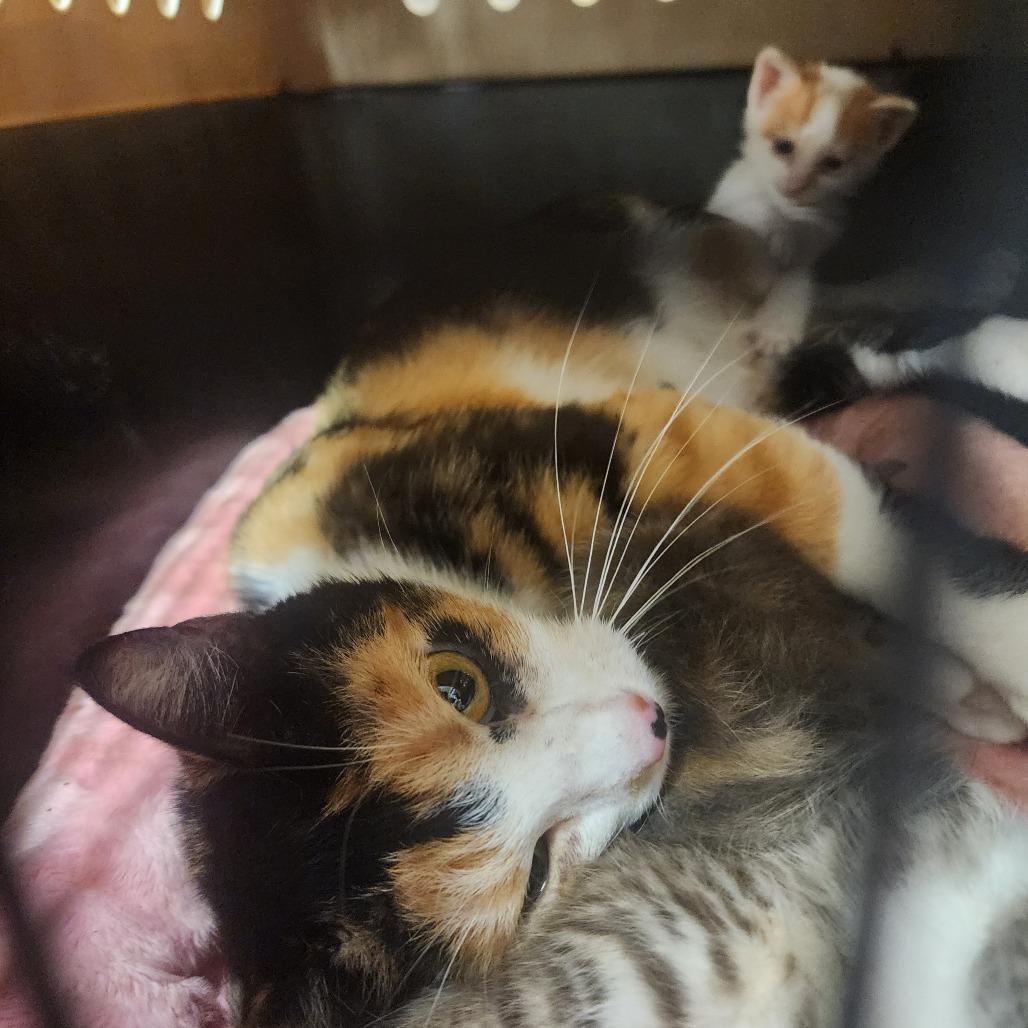 Enlarge Patsy, a Adoptable Domestic Short Hair in Evensville, TN image 2/2