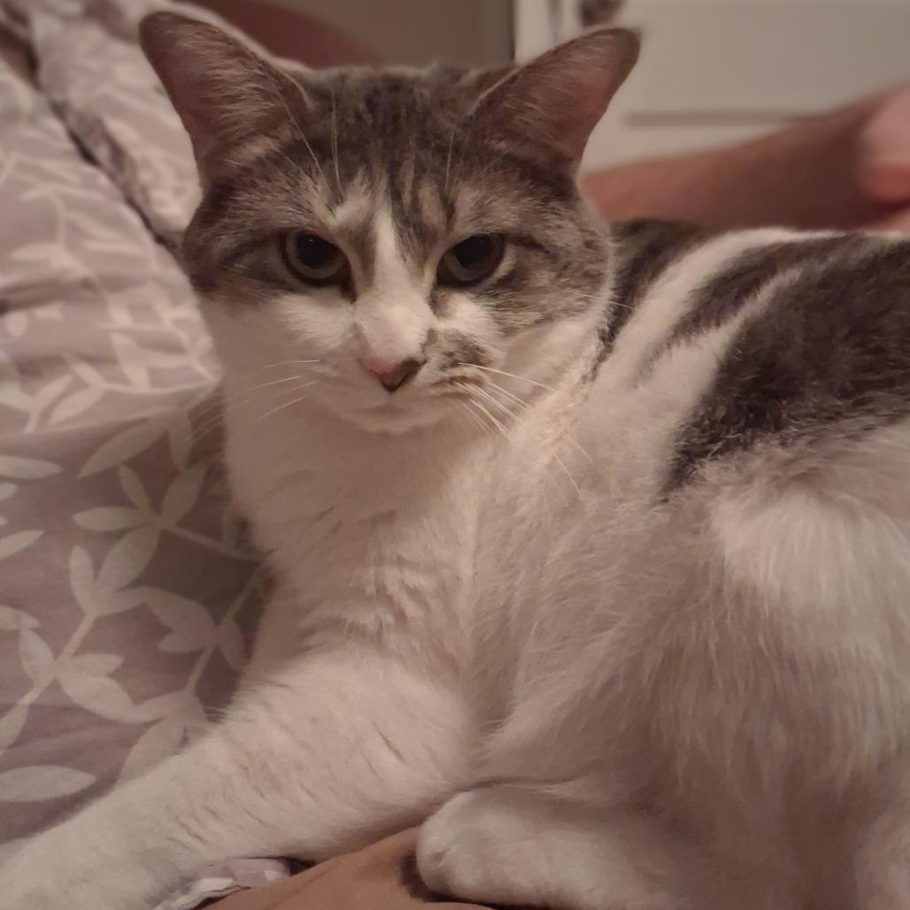 Clawdia, Adoptable, Adult Female Domestic Short Hair.