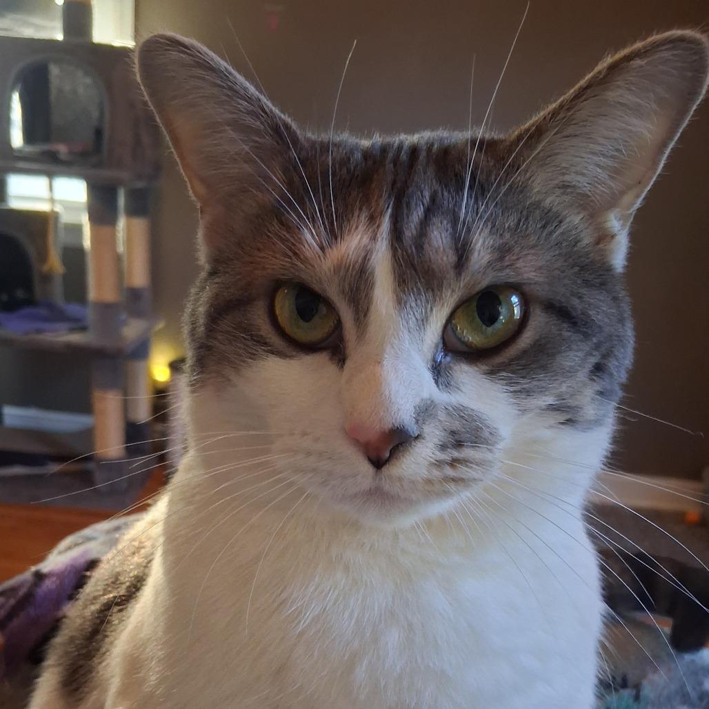 Clawdia, Adoptable, Adult Female Domestic Short Hair.