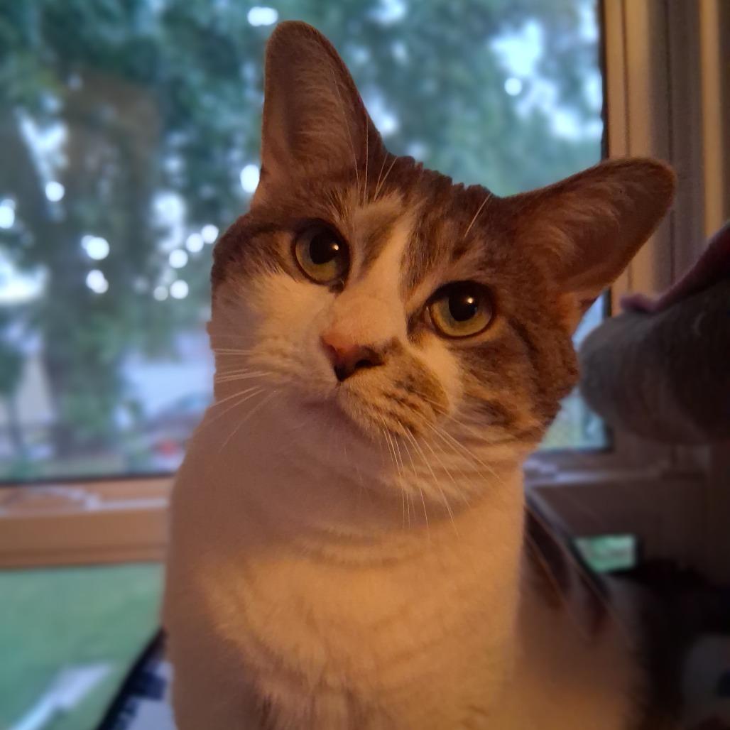 Enlarge Clawdia, a Adoptable Domestic Short Hair in Inver Grove Heights, MN image 1/6