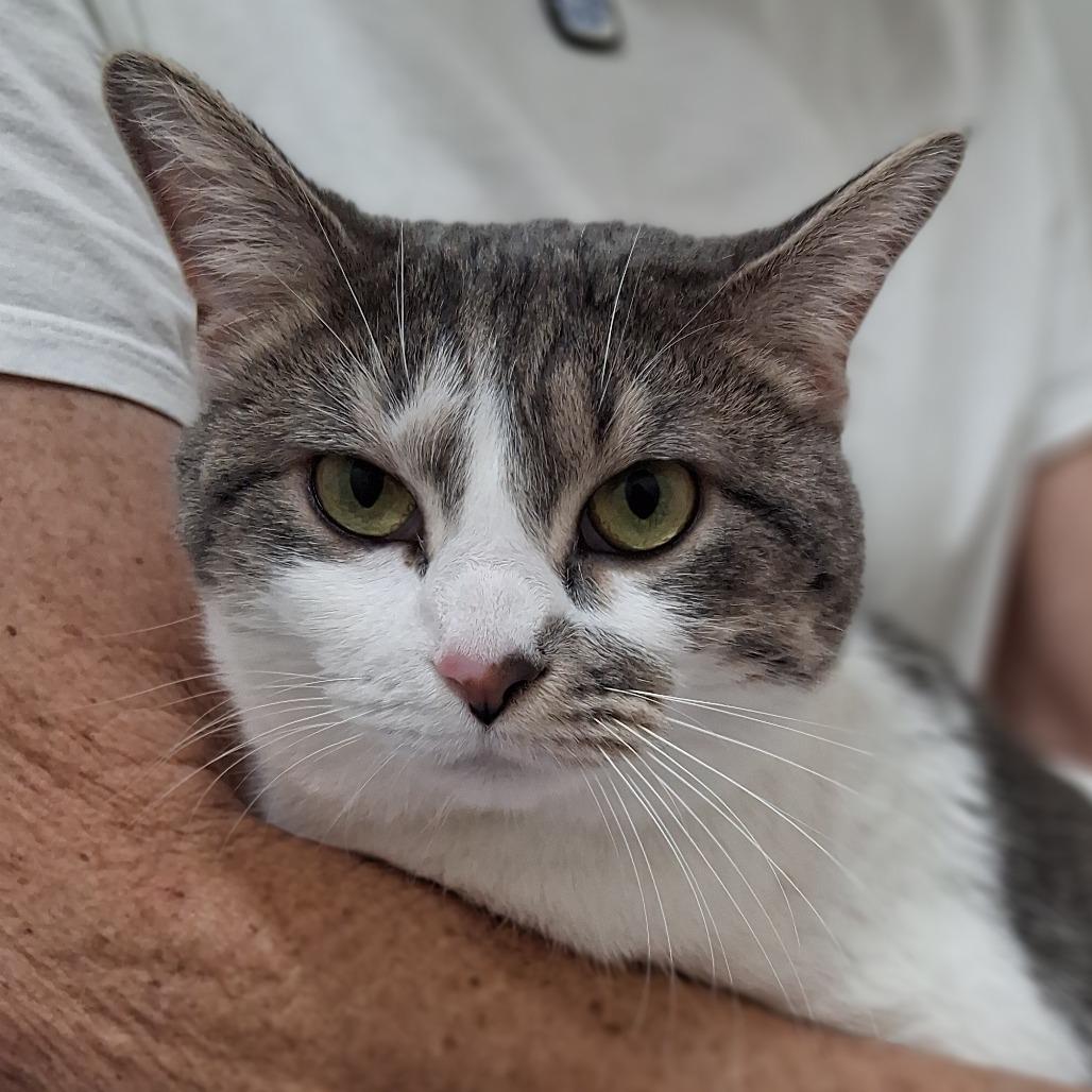 Clawdia, a Adoptable Domestic Short Hair in Saint Paul, MN image 3/6