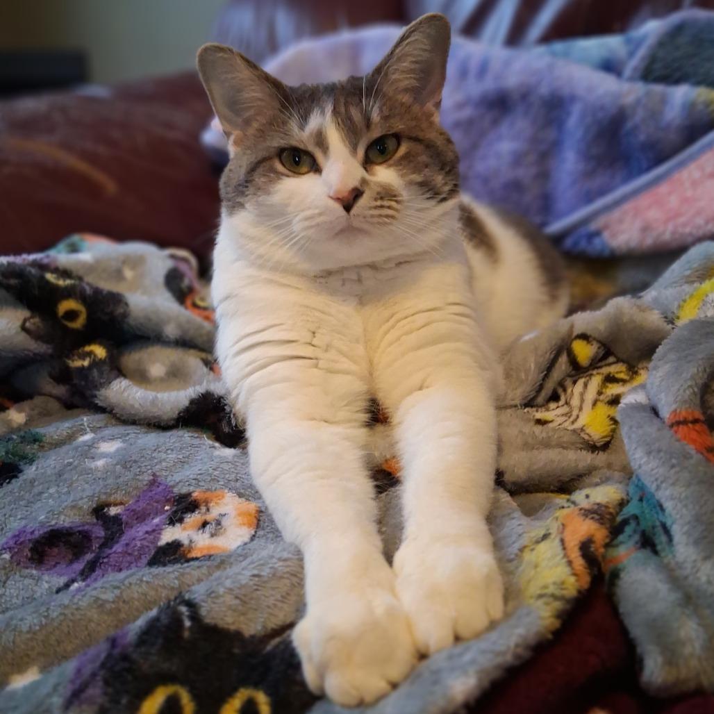 Clawdia, a Adoptable Domestic Short Hair in Saint Paul, MN image 4/6