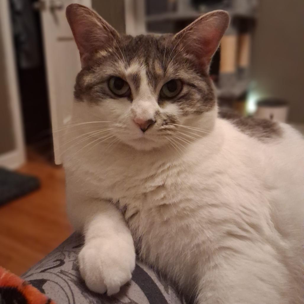 Clawdia, a Adoptable Domestic Short Hair in Saint Paul, MN image 5/6