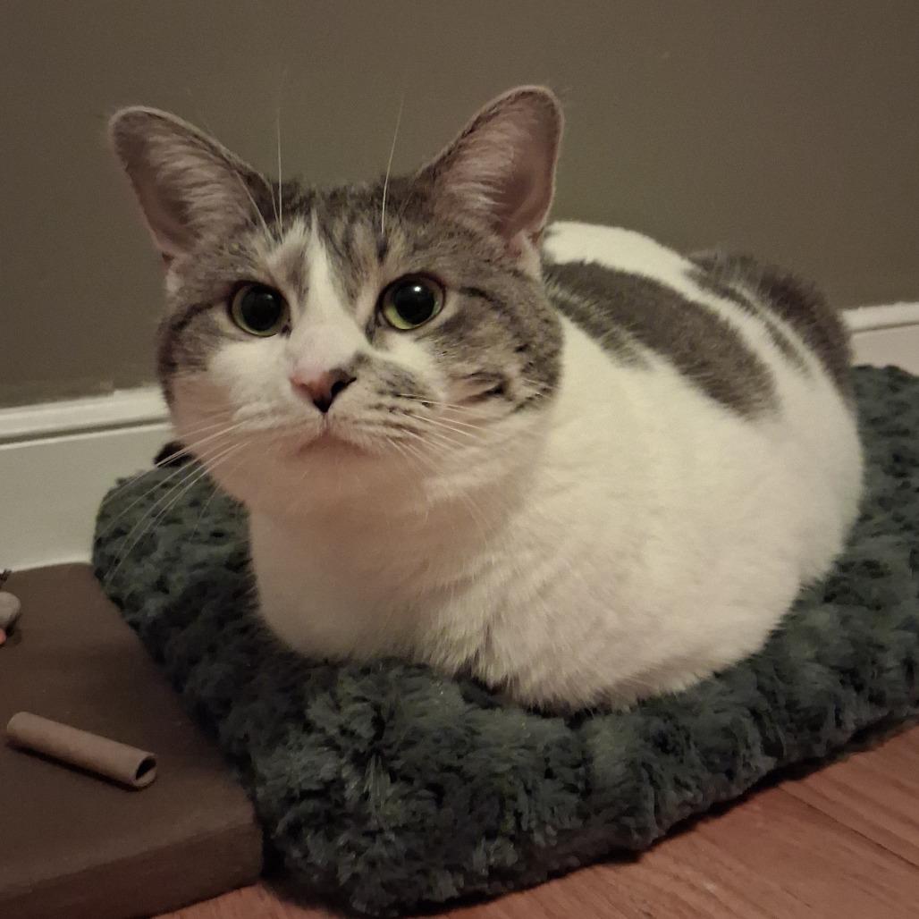 Enlarge Clawdia, a Adoptable Domestic Short Hair in Inver Grove Heights, MN image 4/6