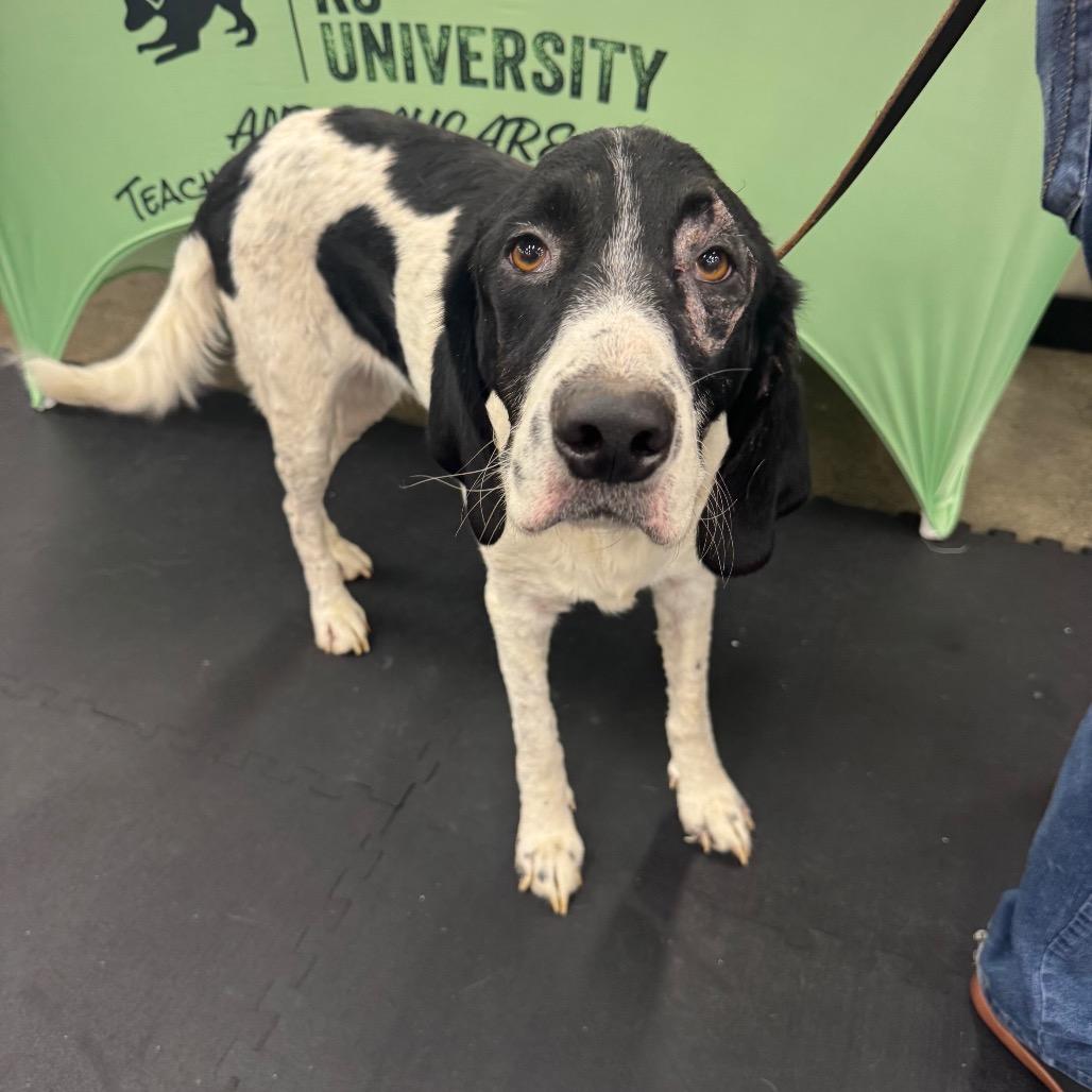 Enlarge Curly, a Adoptable mixed breed in North Bend, OR image 1/1