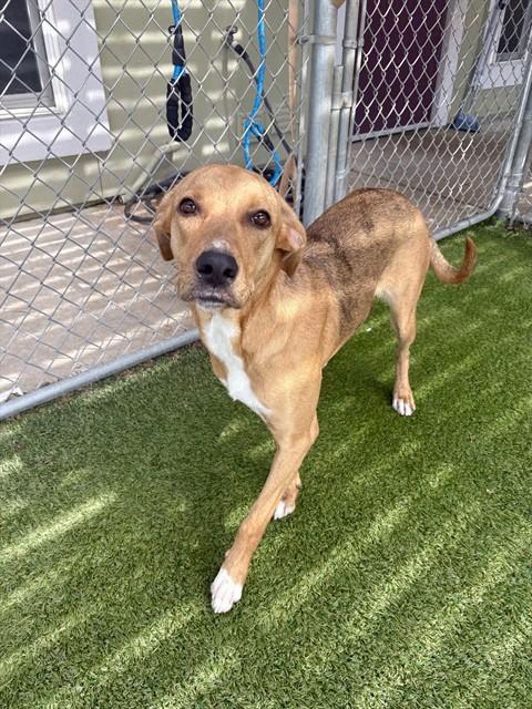 Enlarge BISCUIT, a Adoptable mixed breed in Killeen, TX image 1/1