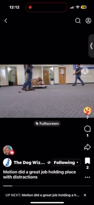 Enlarge Motion, a ADOPTABLE mixed breed in Miamitown, OH video 2/2