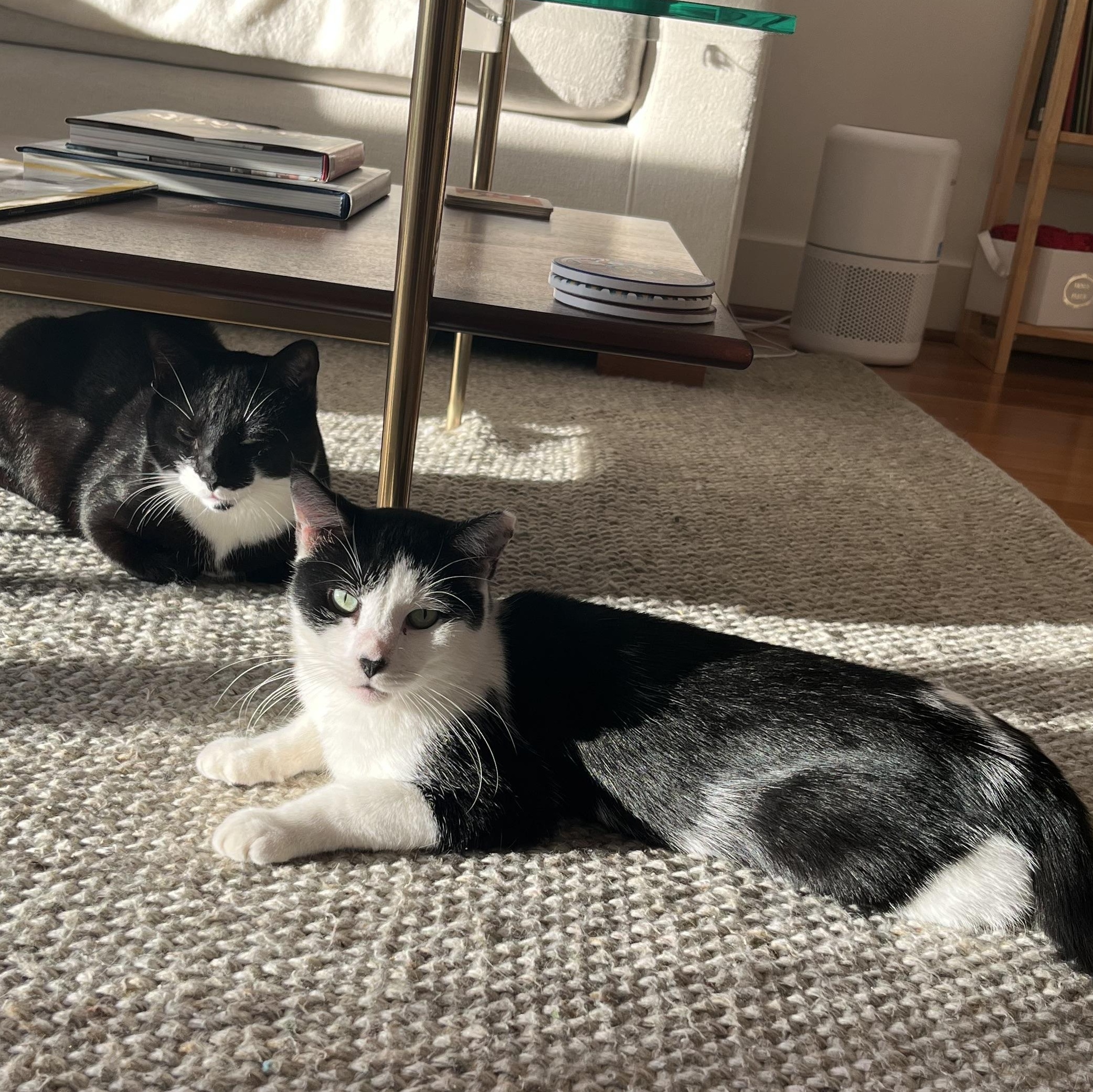 Kitty, a Adoptable mixed breed in Hyattsville, MD image 4/6