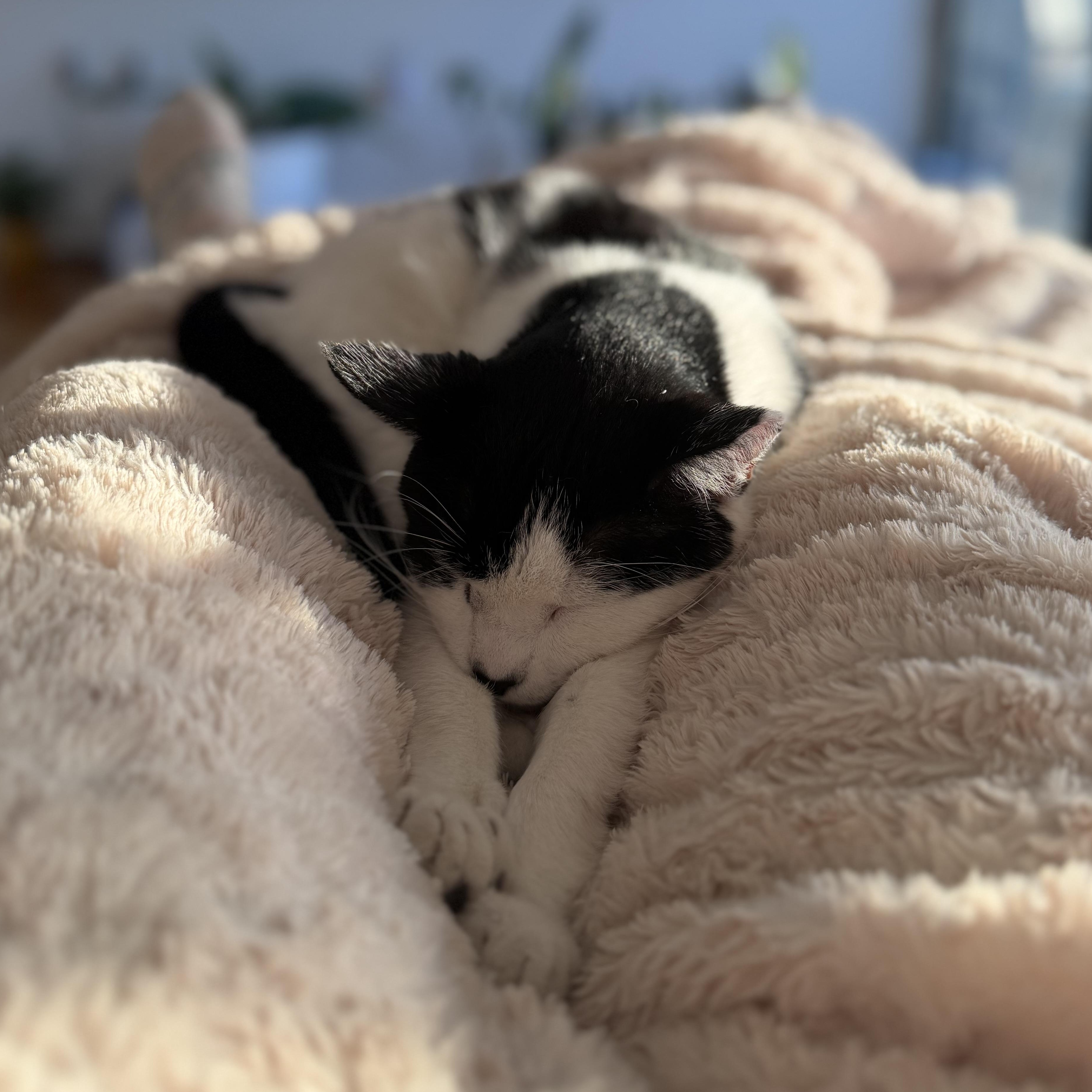 Enlarge Sunny, a Adoptable mixed breed in Hyattsville, MD image 4/6