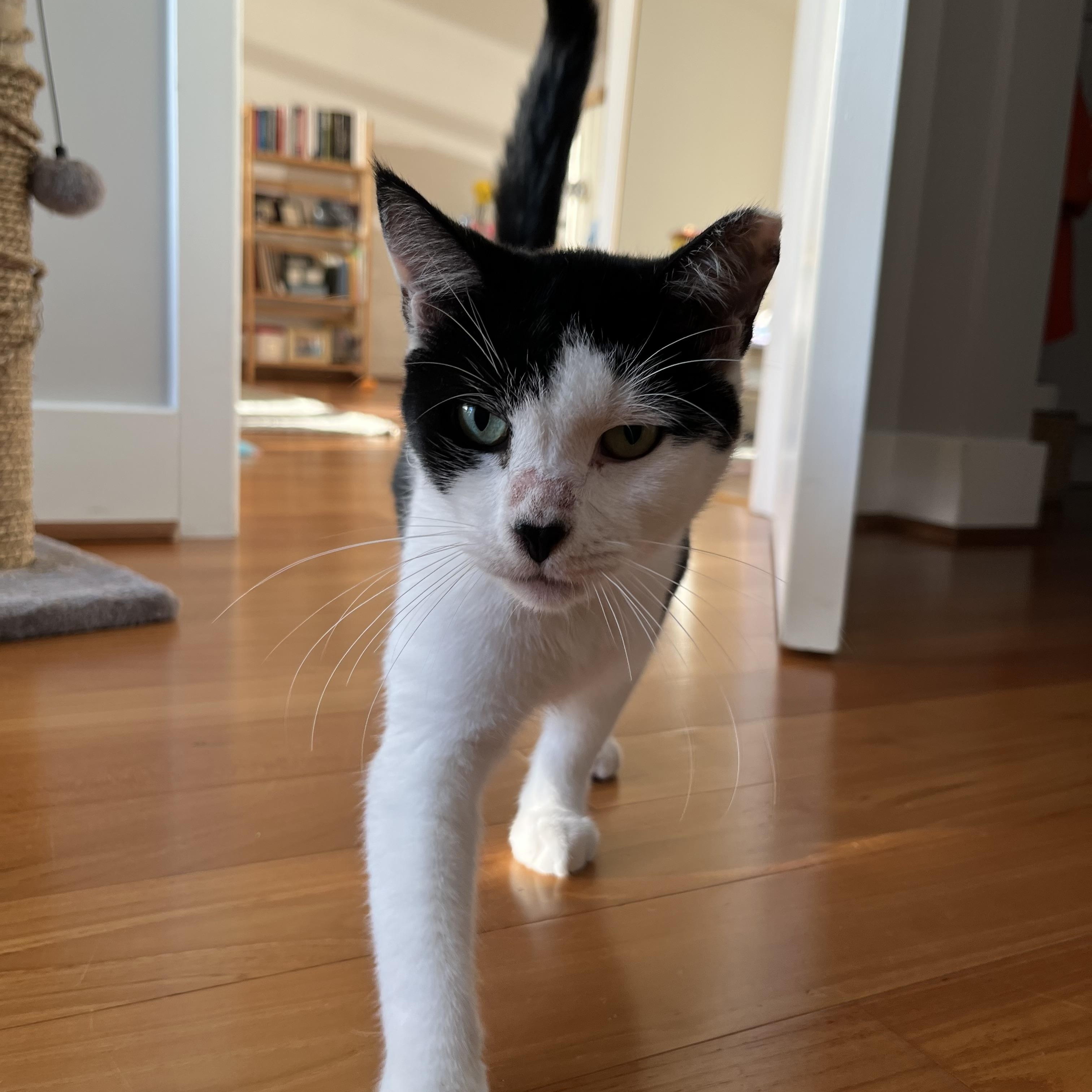 Kitty, a Adoptable mixed breed in Hyattsville, MD image 5/6