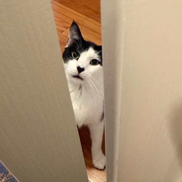 Enlarge Sunny, a Adoptable mixed breed in Hyattsville, MD image 3/6